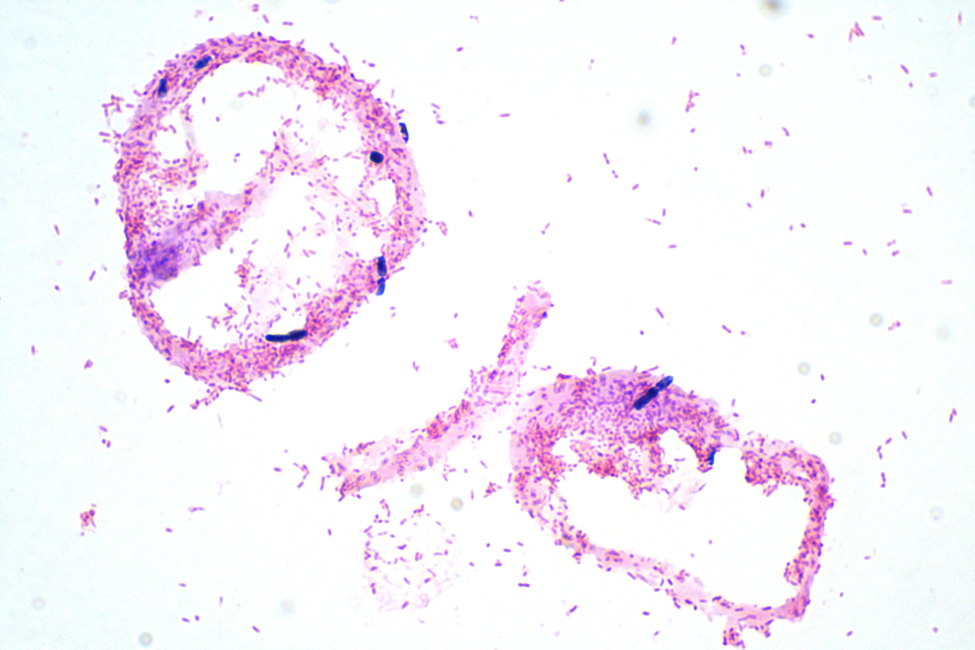 Bio-Gram staining products